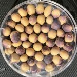 Purple Seed Stain causes a distinctive purpling of soybean seed and will result in downgrading at harvest.