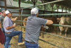 Doug Shelswell, left, rests a foot on the gate of his feedlot barn while discussing the merits of submitting applications to federal and provincial funding programs to offset the cost of farm updates. He spoke during the Beef Farmers of Ontario’s cow-calf management tour. Shelswell and his son Cal run a 170 cow-calf crossbred operation in Oro-Medonte.