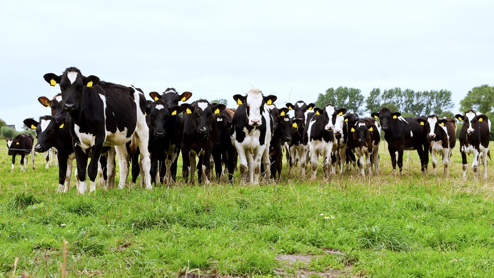 The goal of Semex’s enhanced Immunity+ is to take disease traits from all different publicly-available sources.