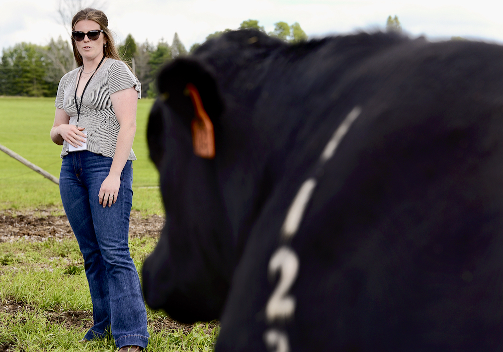 Michaela Stoneman, of JPD Angus in Oro-Medente, a 60-head purebred black Angus operation, places value on top-end genetics and quiet temperament for the breeding program. The farm purchased Merit Aftermath from Saskatchewan sight unseen based on the bull’s balanced EPD profile of low birth weight, above-average growth, docility and foot traits that are in the top 10 per cent for the breed. 