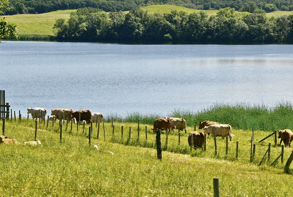 A professor from the University of Alberta says virtual fences should not replace physical perimeter fencing but may be useful in rotational grazing and keeping cattle out of certain parts of a pasture.