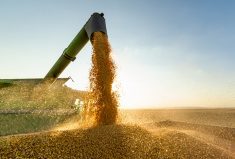Yield estimates for the U.S. soybean and corn crops were reduced from July estimates in the most recent USDA WASDE report, while Canadian yield estimates remained unchanged.