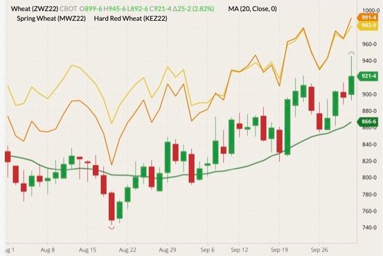 CBOT December 2022 soft red winter wheat (candlesticks) with 20-day moving average (green line), MGEX December 2022 hard red spring wheat (yellow line) and K.C. December 2022 hard red winter wheat (orange line). (Barchart)
