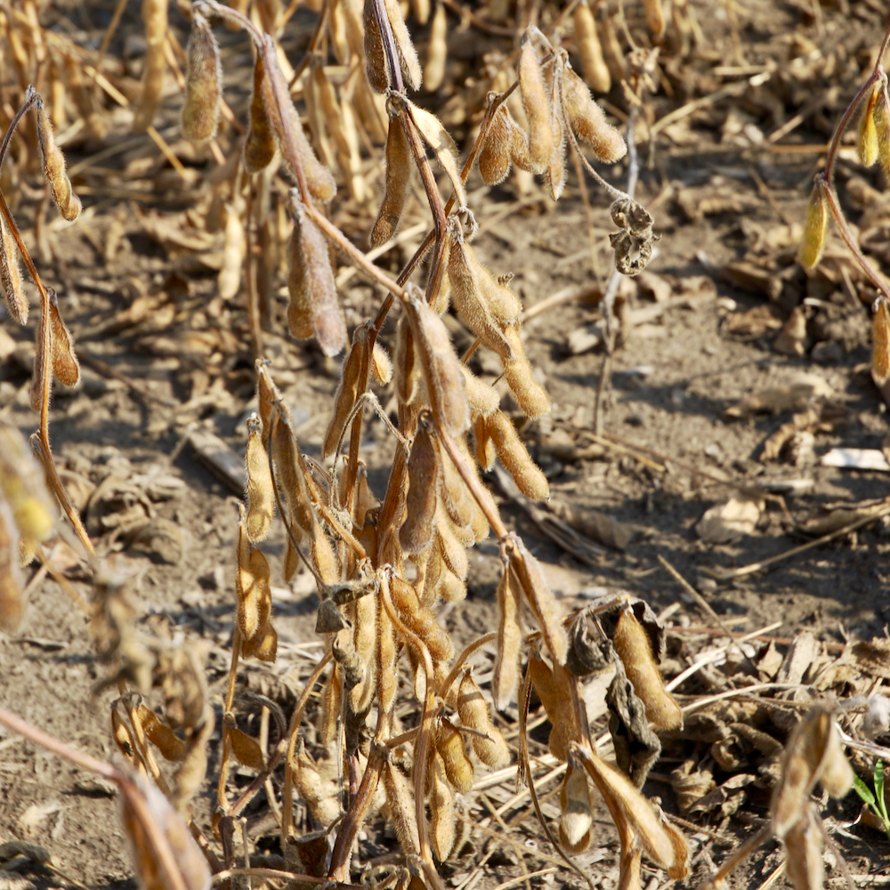 Close-up of soybean pods filled with mature seeds, hanging from dry stalks in a harvested field