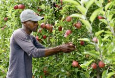 Courtney Davis of Jamaica has applied for his permanent residency with the help of Amanda and Hayden Dooney, owners of Suncrest Orchards in Norfolk County, where Davis works year-round.