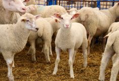 Ontario Sheep Farmers hires new executive director