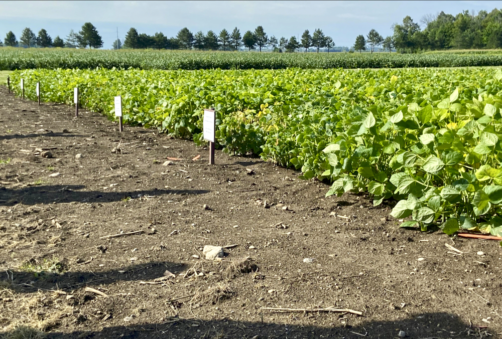 Data from over 300 research experiments shows there would be a 58 per cent yield loss if Ontario dry bean growers did not employ any weed management tactics, which is significantly higher than yield losses seen in corn, soybeans, spring cereals and winter wheat.