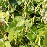 Growers can choose among 12 different varieties suited to a wide range of maturities in eastern Ontario for 2023.