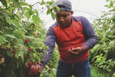 Workers pick raspberries at Masse, a berry farm operation in Saint Paul d’Abbotsford near Granby, Que.