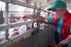 The author points to how the hog sector is transitioning to Canadian Pork Excellence, which is a set of programs that allow registered pork producers to demonstrate compliance with food safety and animal care requirements as an example of how farmers can prove to consumers that they take their concerns seriously.