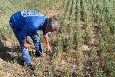 Gary Millershaski, a farmer and scout on the Wheat Quality Council&#8217;s Kansas wheat tour, inspects winter wheat stunted by drought near Syracuse, about 170 km west of Dodge City, on May 18, 2022. (File photo: Reuters/Julie Ingwersen)
