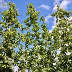 Hops growing on a standard trellis structure in Norfolk County.