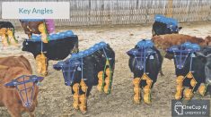 OneCup AI wants to promote its BETSY tracking and surveillance system in dairy cattle. The technology is currently being used on ranches in western Canada and in other species such as horses, sheep and goats.