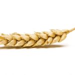 No other global seed company has publicly endeavoured to develop GM wheat since 2004.