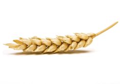 No other global seed company has publicly endeavoured to develop GM wheat since 2004.