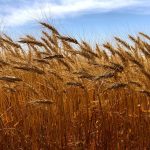 AAFC made some small tweaks in its estimates for the 2022/23 wheat crop. Photo: Greg Berg