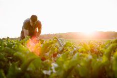 Investors are increasingly focusing on links between a healthy food system and efforts to fight global warming and preserve biodiversity.  Photo: fotografixx/Getty Images