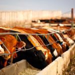 Prices for feed barley and feed wheat in Alberta are higher than last year. Photo: Canada Beef