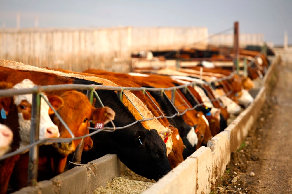 Prices for feed barley and feed wheat in Alberta are higher than last year.  Photo: Canada Beef
