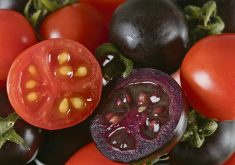 In 2008, British scientists developed a purple tomato with high levels of anthocyanins, which are beneficial antioxidants. It took more than 14 years for the tomato to receive regulatory approval. In early September, the U.S. Department of Agriculture said the purple tomato can be safely grown and used for breeding in the United States.