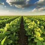 Many companies have focused on soybean varieties that offer better tolerance to white mould and offer greater herbicide flexibility.