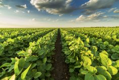 Many companies have focused on soybean varieties that offer better tolerance to white mould and offer greater herbicide flexibility.