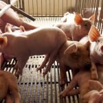 California’s Proposition 12 aims to establish new minimum requirements on farmers to provide more space for egg-laying hens, breeding pigs, and calves raised for veal.