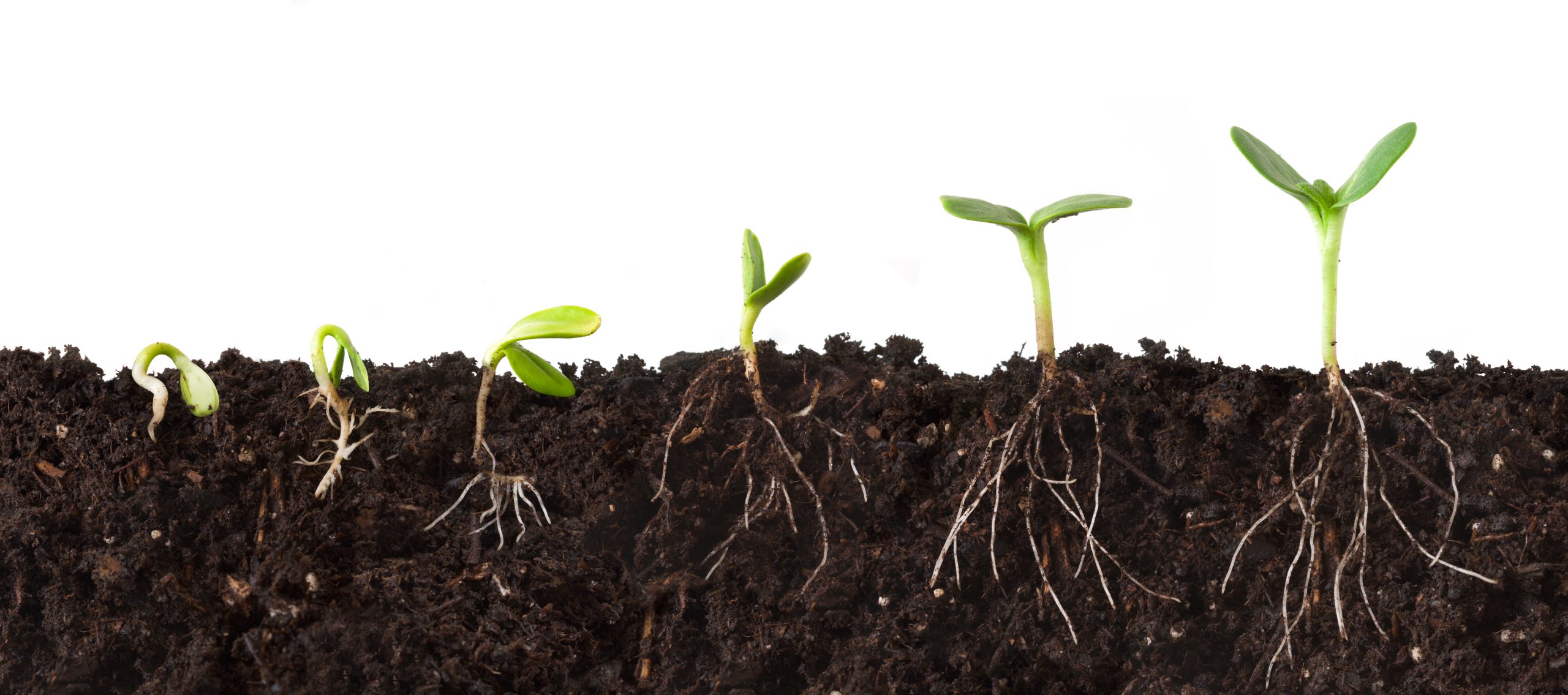 Plant-Sequence-Cutaway-with-Roots