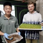Will Wang (left) and Dan Nejman of Terra Optima Labs, pictured holding black soldier fly larva – the mainstay ingredient in its organic amendment products – and a tray of experimental pea shoots.
