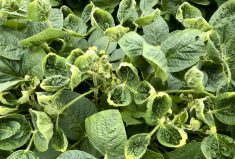 Soy leaves that were damaged by the weed killer dicamba in 2018 as part of University of Wisconsin research into whether the herbicide drifted away from where it was sprayed.