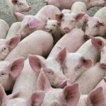 The Canadian Pork Council has filed an argument in U.S. Supreme Court with a pork coalition in Mexico and the Illinois Pork Producers opposing Proposition 12.