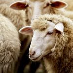 sheep