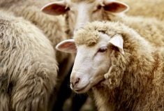 sheep