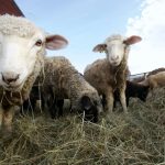 A resolution at the recent Ontario Sheep Farmers annual meeting directed the board to lobby for livestock transport requirement changes that would acknowledge short hauls should not require a manifest.
