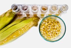 The Enogen corn hybrid line was originally developed for the U.S. ethanol industry.