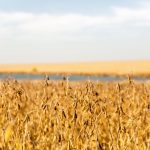 Maizex has new soybean varieties for the 2023 growing season.