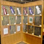 Ontario 4-H field crop clubs competed in grain and forage competitions. Shown here are winners from the wheat and hay competitions.