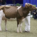 PHOTOS: Royal Agricultural Winter Fair returns to in-person