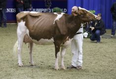 PHOTOS: Royal Agricultural Winter Fair returns to in-person