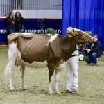 Blondin Rd Unstopabull Maple-Red was the dominant dairy entry at this year’s Royal Agricultural Winter Fair dairy show, winning the Grand Champion of the Red and White Holstein show, the Grand Champion of the Holstein show and Supreme Champion. The three-year-old cow is owned by R & F Livestock, William Schilling, Kevin Doeberiener and Lindsay Bowen of West Salem, OH.