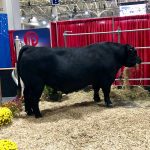 This big guy is one of Semex’s Black Angus bulls, Revolution. The genetics company had some of its bulls on display for the first time in more than 20 years.
