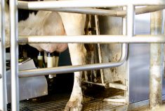 cow at a milking machine