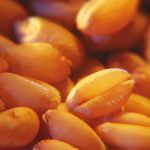 CSGA reaches affiliation agreement with provincial seed growers’ branches