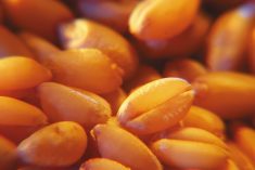 CSGA reaches affiliation agreement with provincial seed growers&#8217; branches