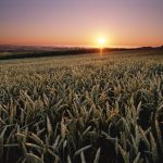 A University of Saskatchewan agricultural economist argues that every tonne of produced grain removes 1.65 tonnes of carbon dioxide from the atmosphere, which would mean Canadian grain production has a much bigger role in the equation than current policy reflects.