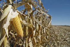 U.S. Secretary of Agriculture Tom Vilsack said in a statement following a meeting with Mexican President Andres Manuel Lopez Obrador Nov. 28, that “we must find a way forward soon.” 