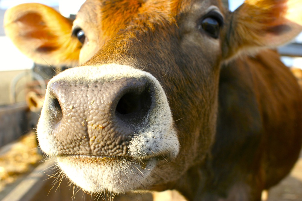 Not updated since the 1990s, Ontario's Veterinary Act is about to get a look.