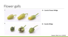 The difference in damage to flower galls by the Canola Flower Midge and Swede Midge.