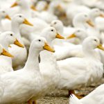 Non-supply-managed poultry operations, such as duck farms, now have a funding option to help offset the costs of enhancing biosecurity.