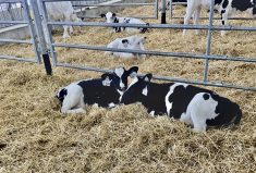 Research shows that the health of Canadian dairy calves is good, but producers can do better with managing antibiotic use.